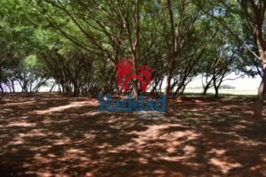 O melhor e mais completo Loteamento Fechado às margens da Represa da Usina Nova Avanhandava já estamos vendendo !!! Procure nossos corretores para comprar seu lote. Ref: 13220 - DSC_0069